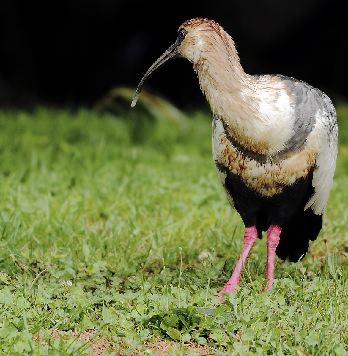 Black-faced Ibis - ML268257461