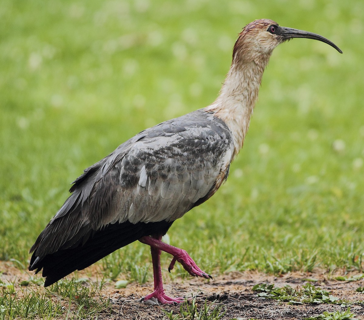 Black-faced Ibis - ML268257511