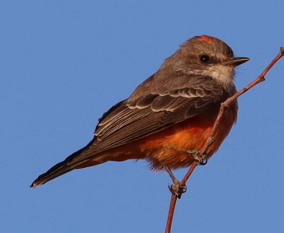 Vermilion Flycatcher - David Kettering