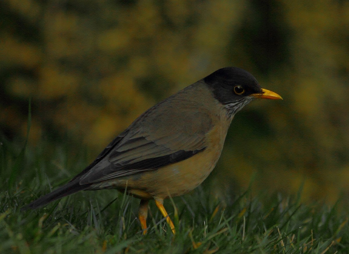 Austral Thrush - ML268258911