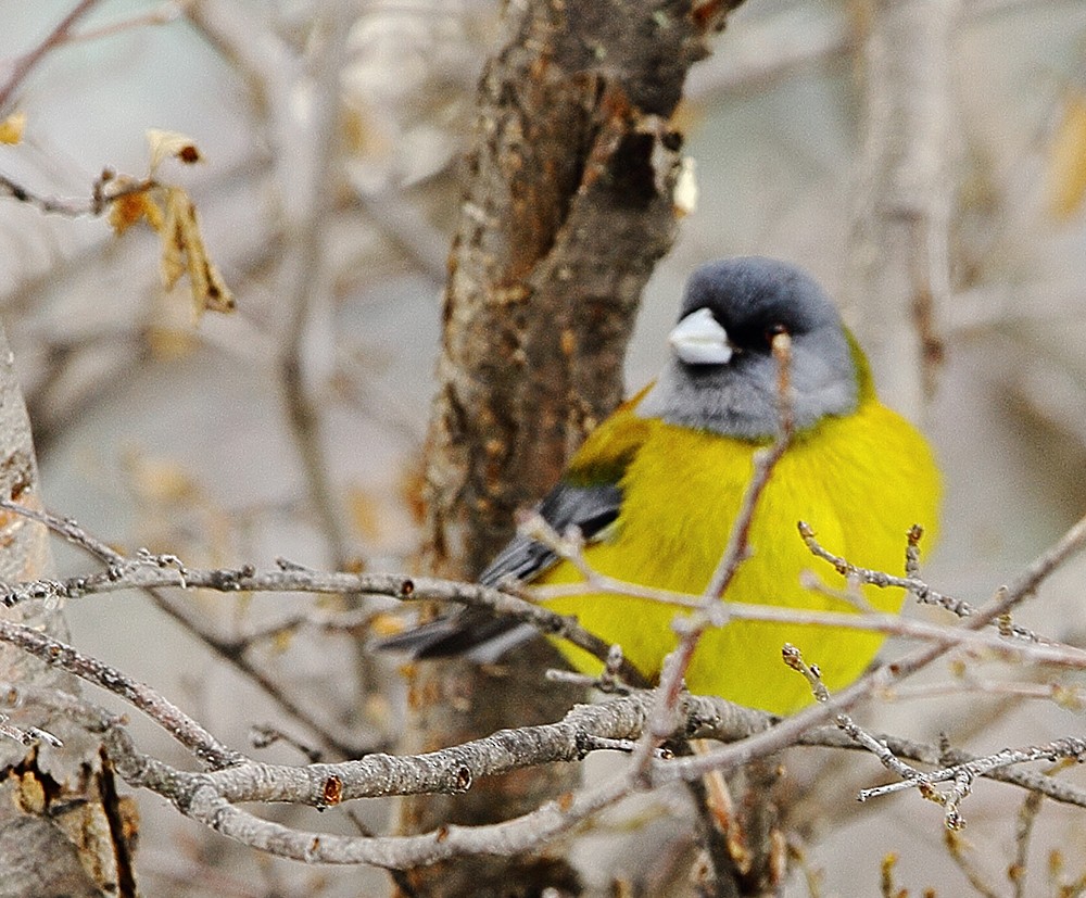 Patagonian Sierra Finch - ML268259411