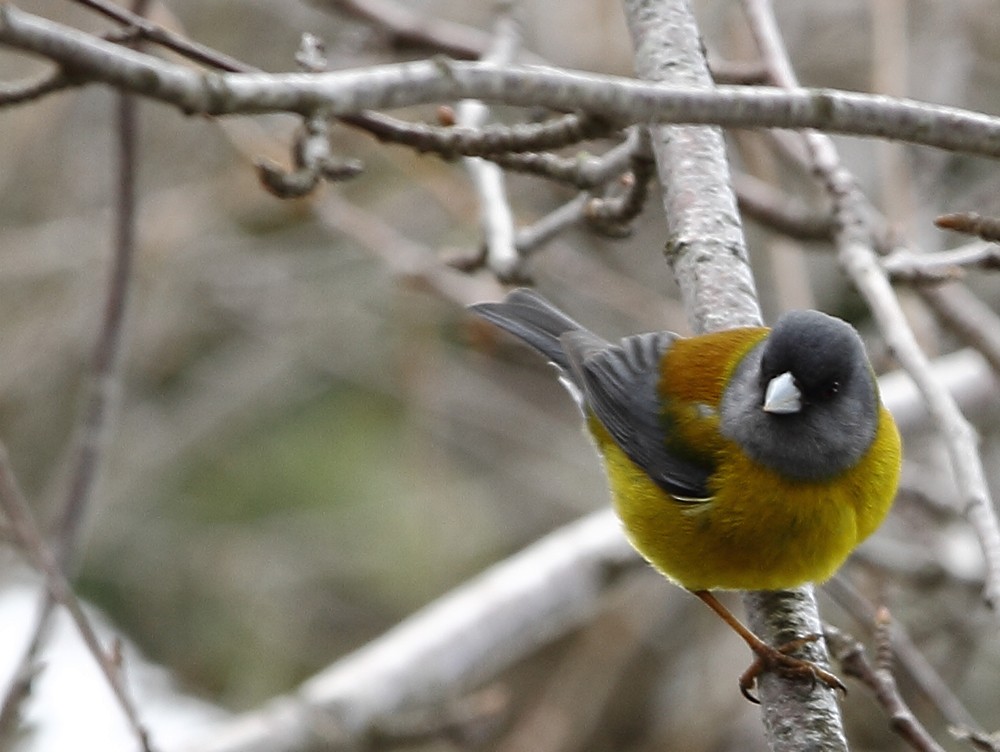 Patagonian Sierra Finch - ML268259471