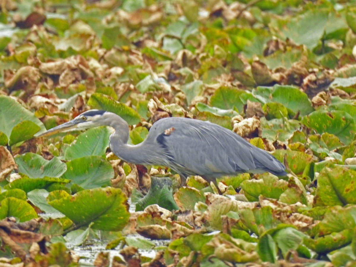 Great Blue Heron - Jim Scott