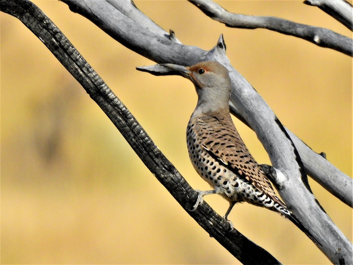 Northern Flicker - ML268261221