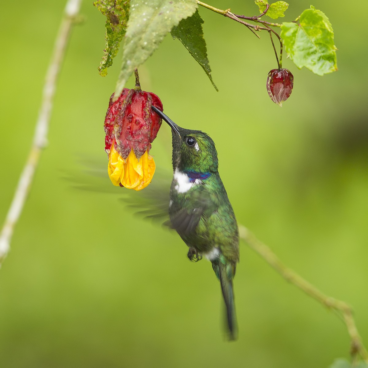 White-throated Daggerbill - Peter Hawrylyshyn