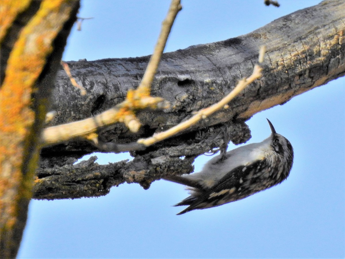 Brown Creeper - ML268261631