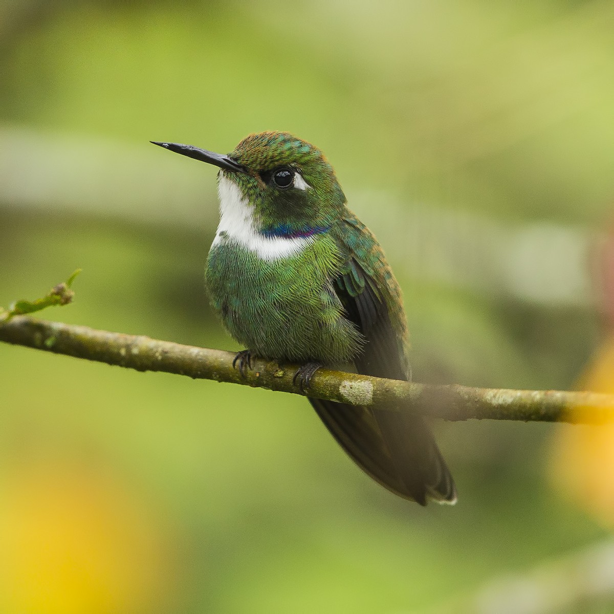 White-throated Daggerbill - ML26826171