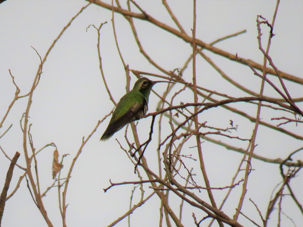 White-tailed Goldenthroat - Thiago Amaral