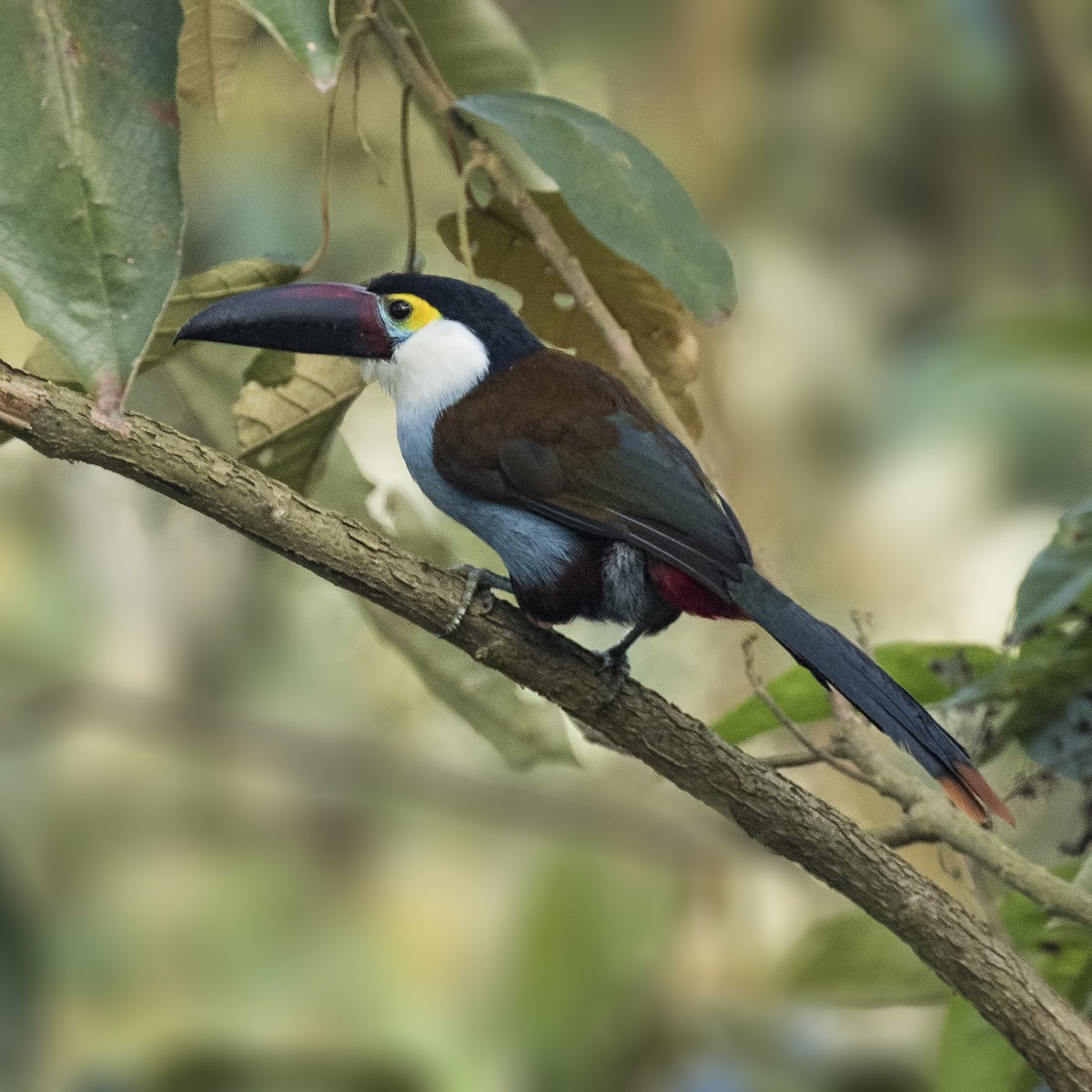 Black-billed Mountain-Toucan - ML26826371