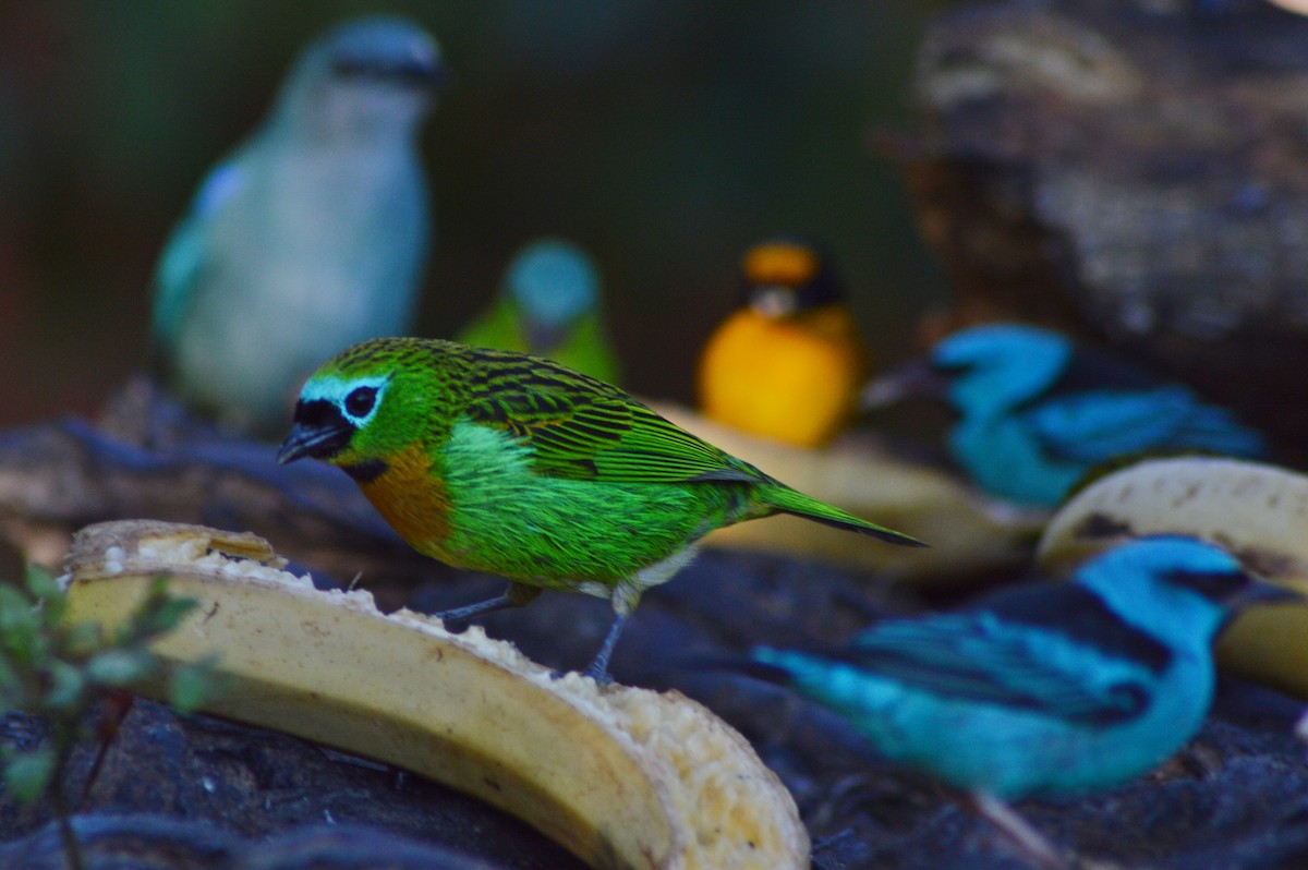 Brassy-breasted Tanager - ML268266151