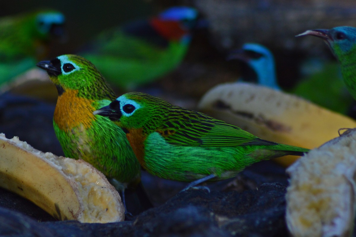 Brassy-breasted Tanager - ML268266281