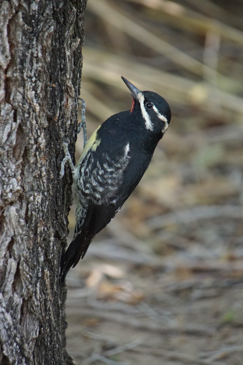 Williamson's Sapsucker - Linda Miller