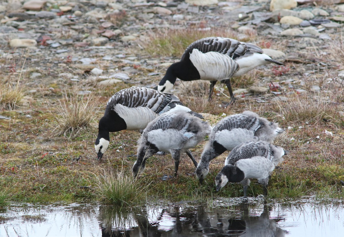 Barnacle Goose - ML26826871