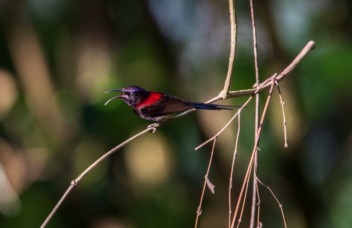 Black-throated Sunbird - ML268268821