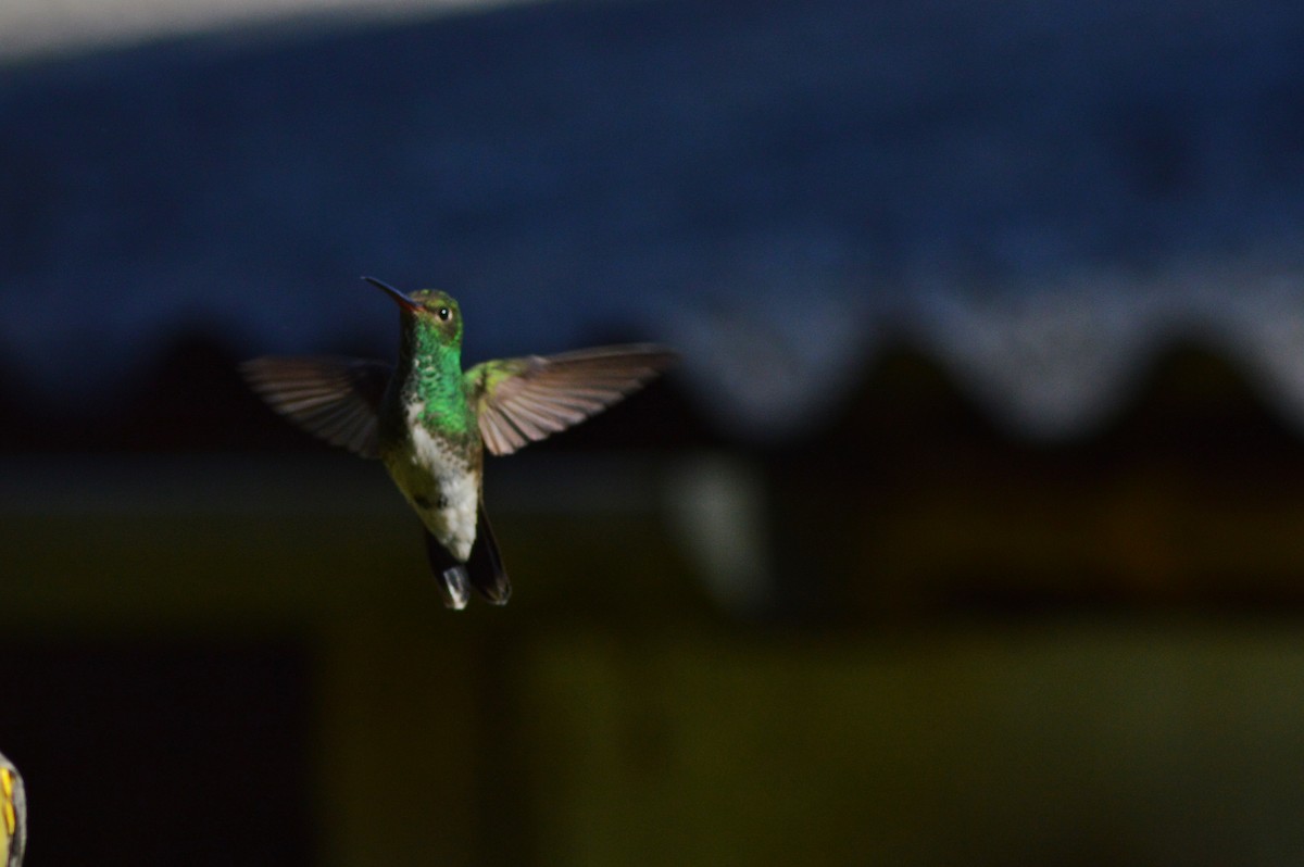 Glittering-throated Emerald - ML268269901