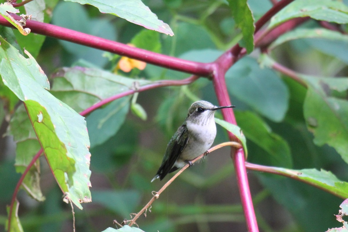 Ruby-throated Hummingbird - Cynthia Beers