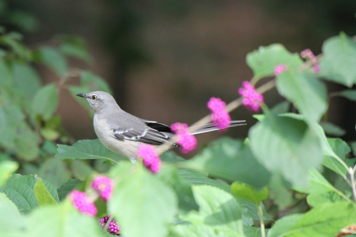 Northern Mockingbird - ML268271071