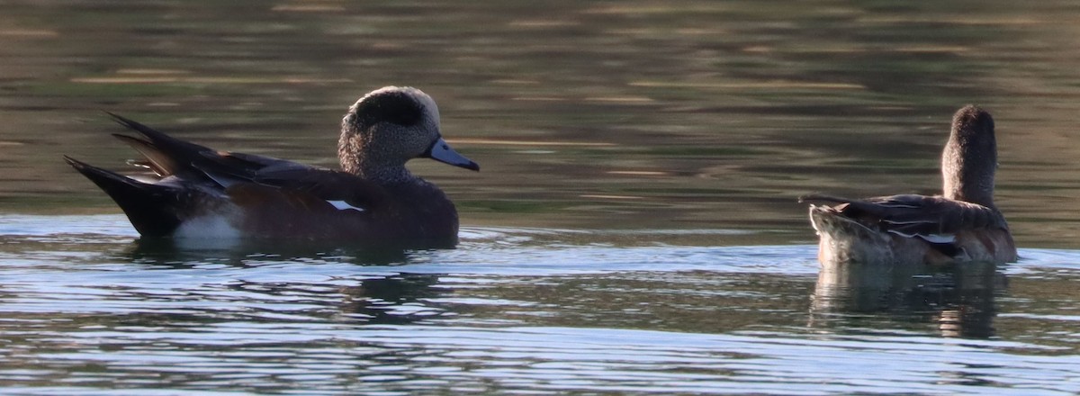 American Wigeon - David Kettering