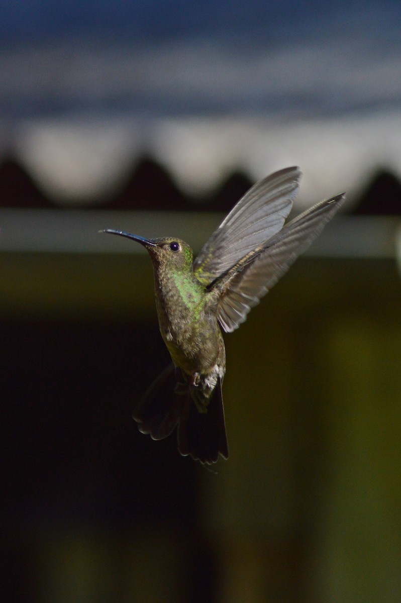 Sombre Hummingbird - ML268271381