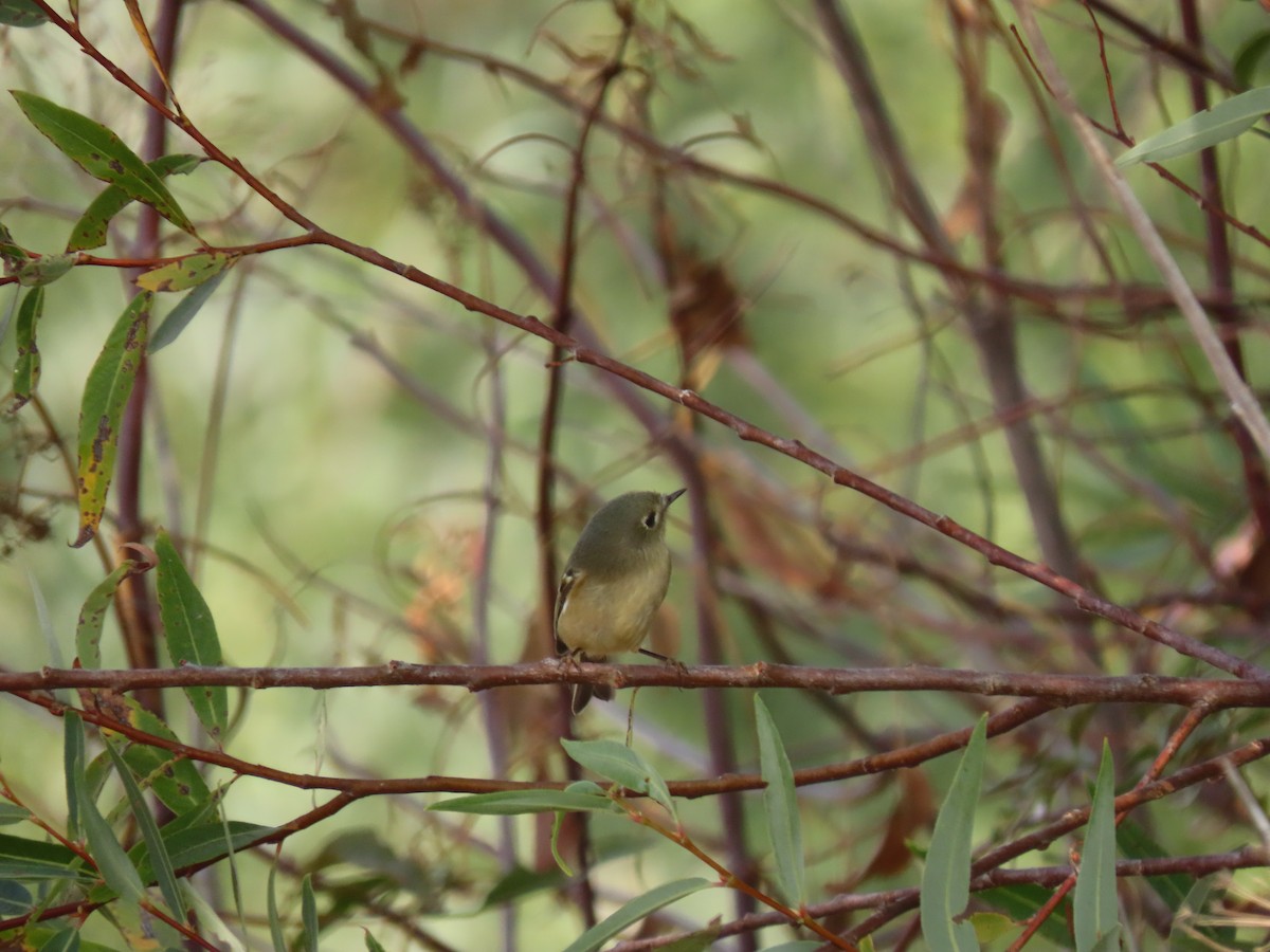 Ruby-crowned Kinglet - Long-eared Owl