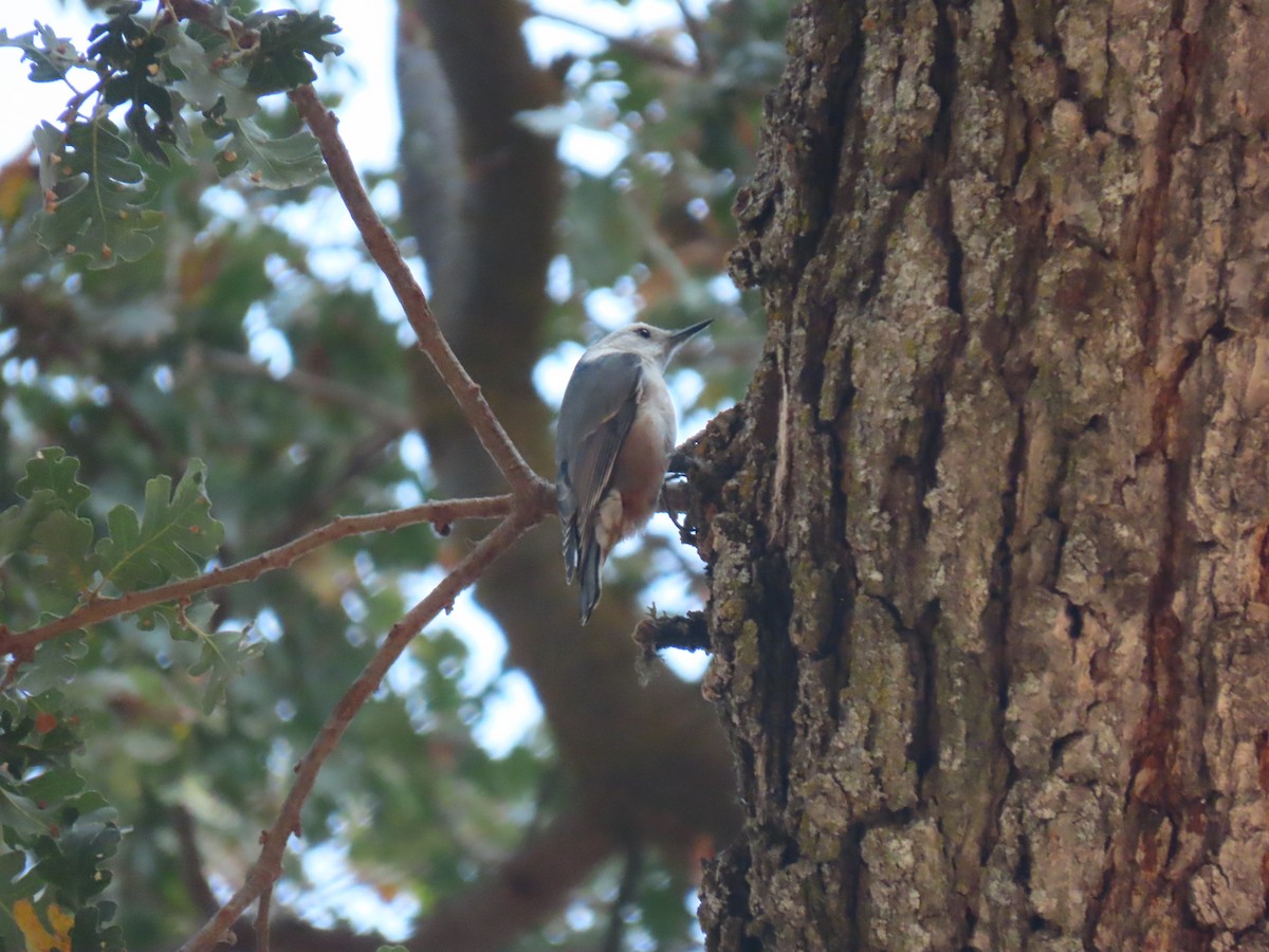 White-breasted Nuthatch - Long-eared Owl