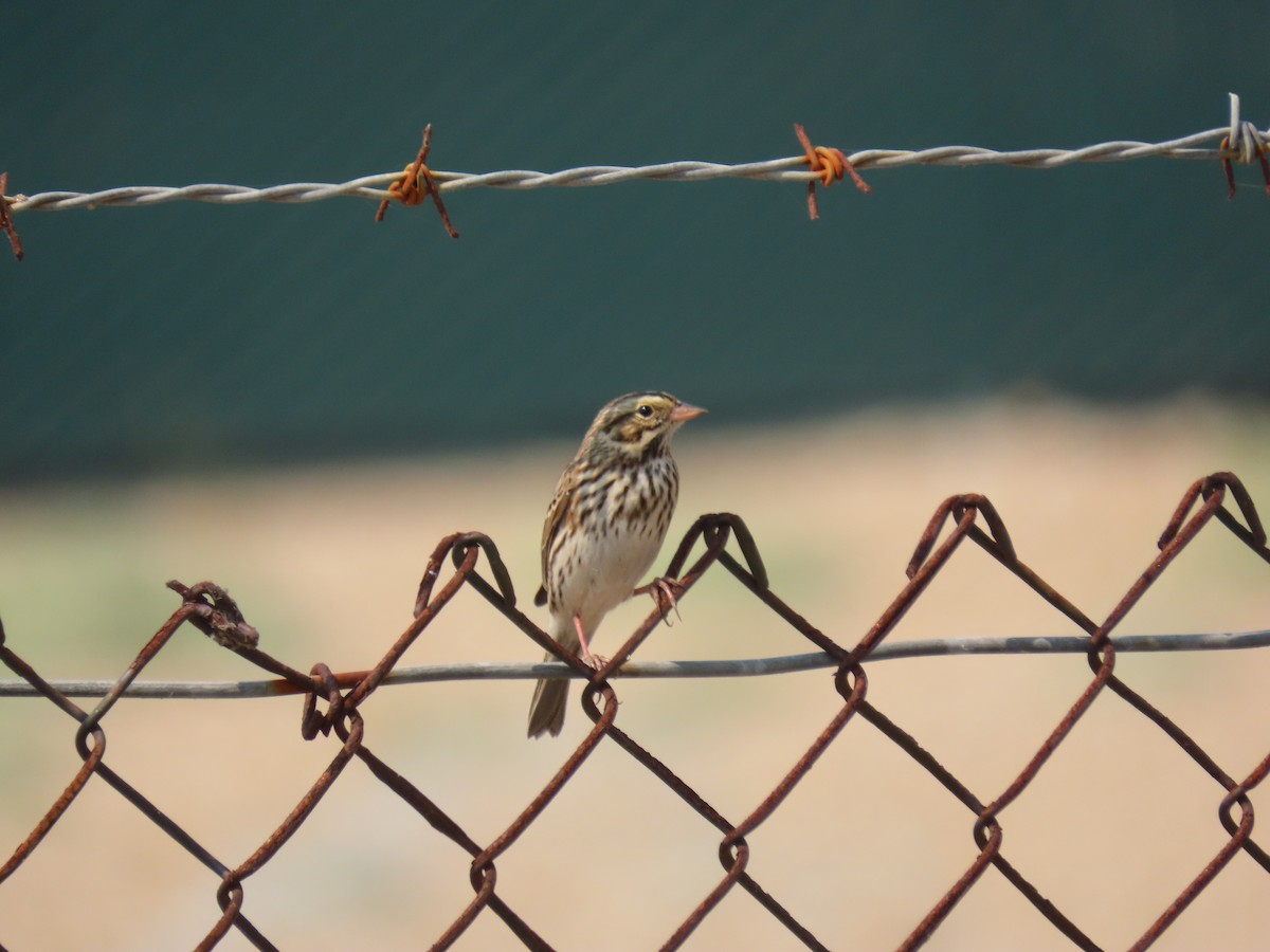 Savannah Sparrow - Long-eared Owl