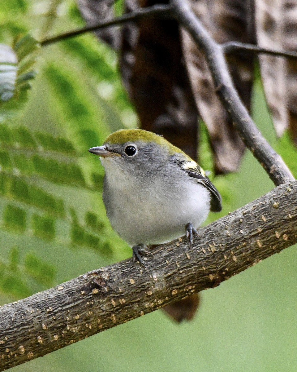 Chestnut-sided Warbler - ML268272241