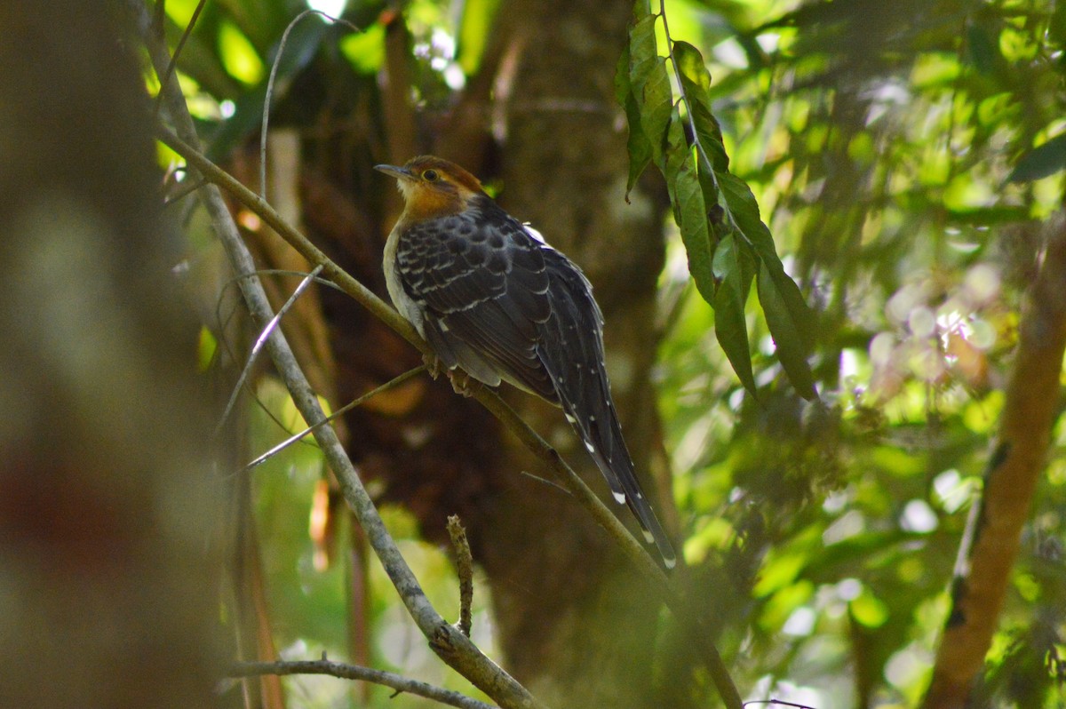 Pavonine Cuckoo - ML268272441