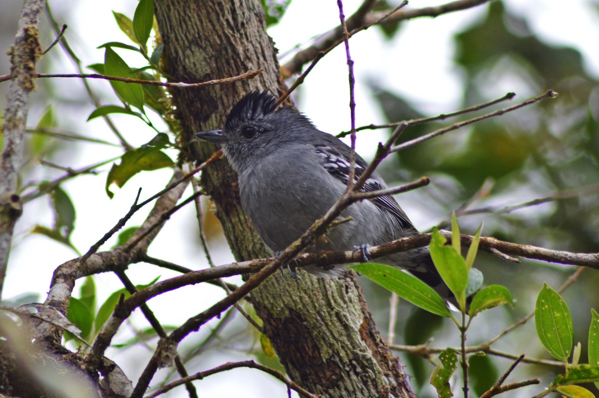 Variable Antshrike - ML268272591