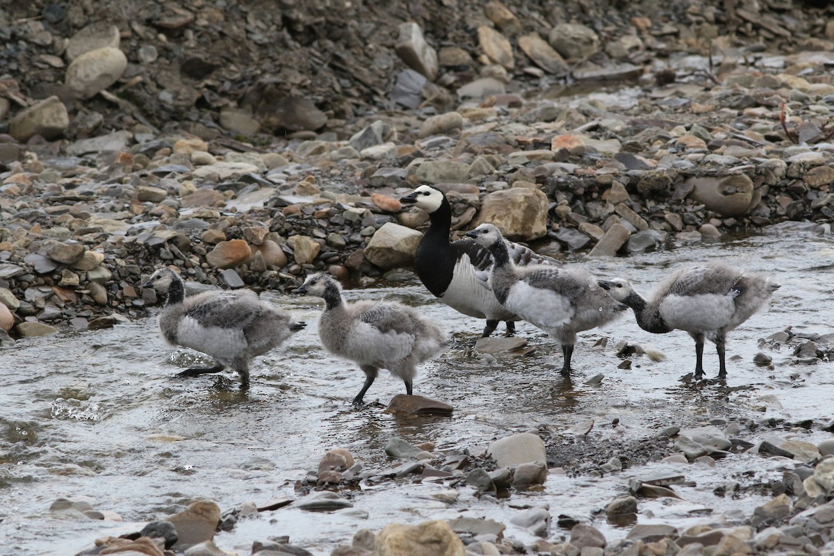 Barnacle Goose - John Cant