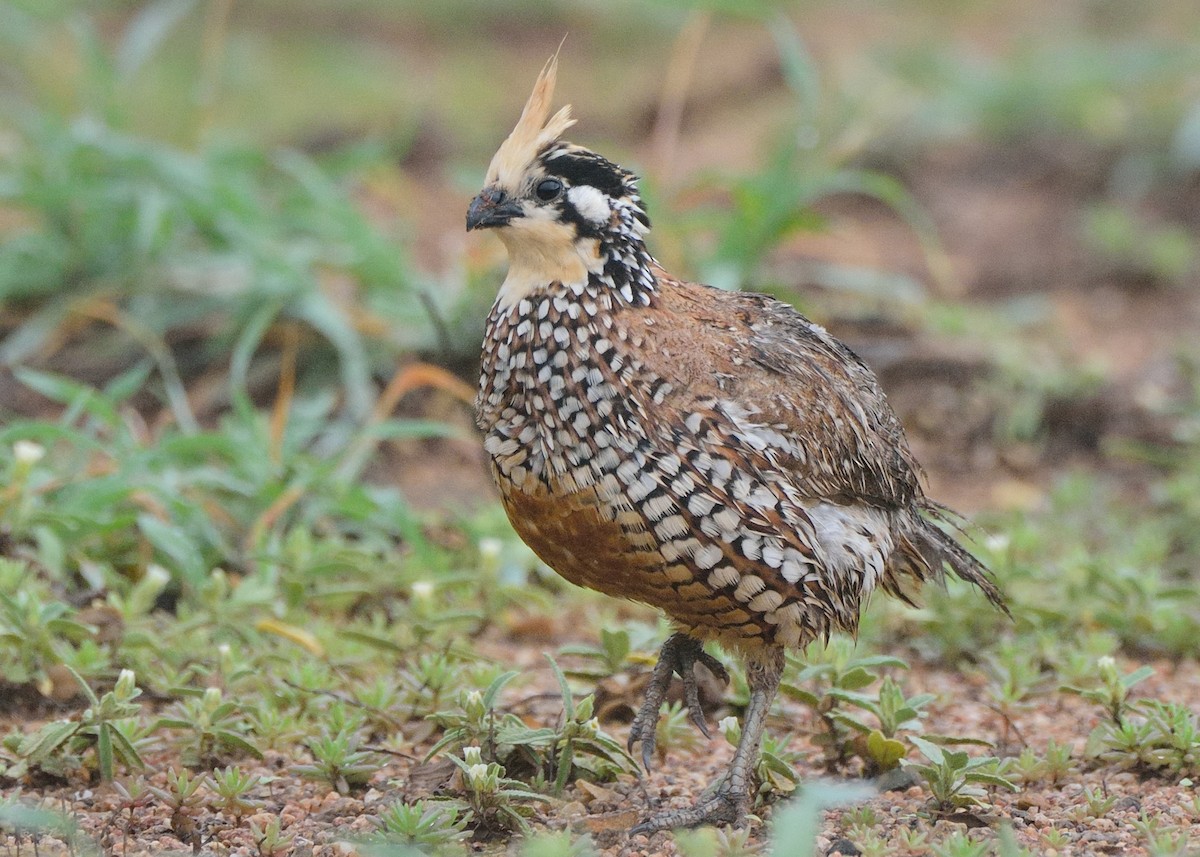 Crested Bobwhite - ML268273961