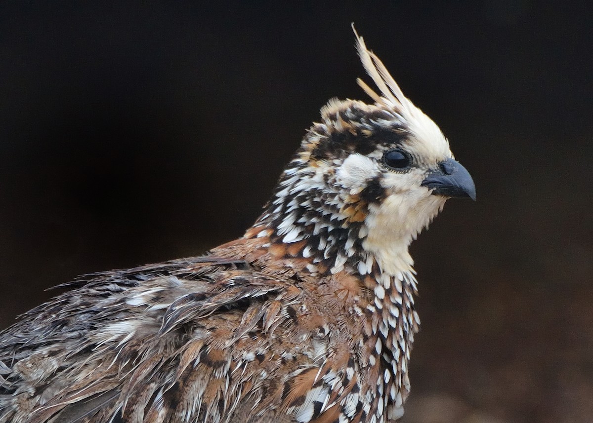 Crested Bobwhite - Michiel Oversteegen