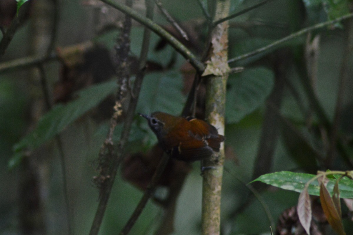 Star-throated Antwren - Patrícia Hanate