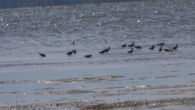 Hudsonian Godwit - ML268274391