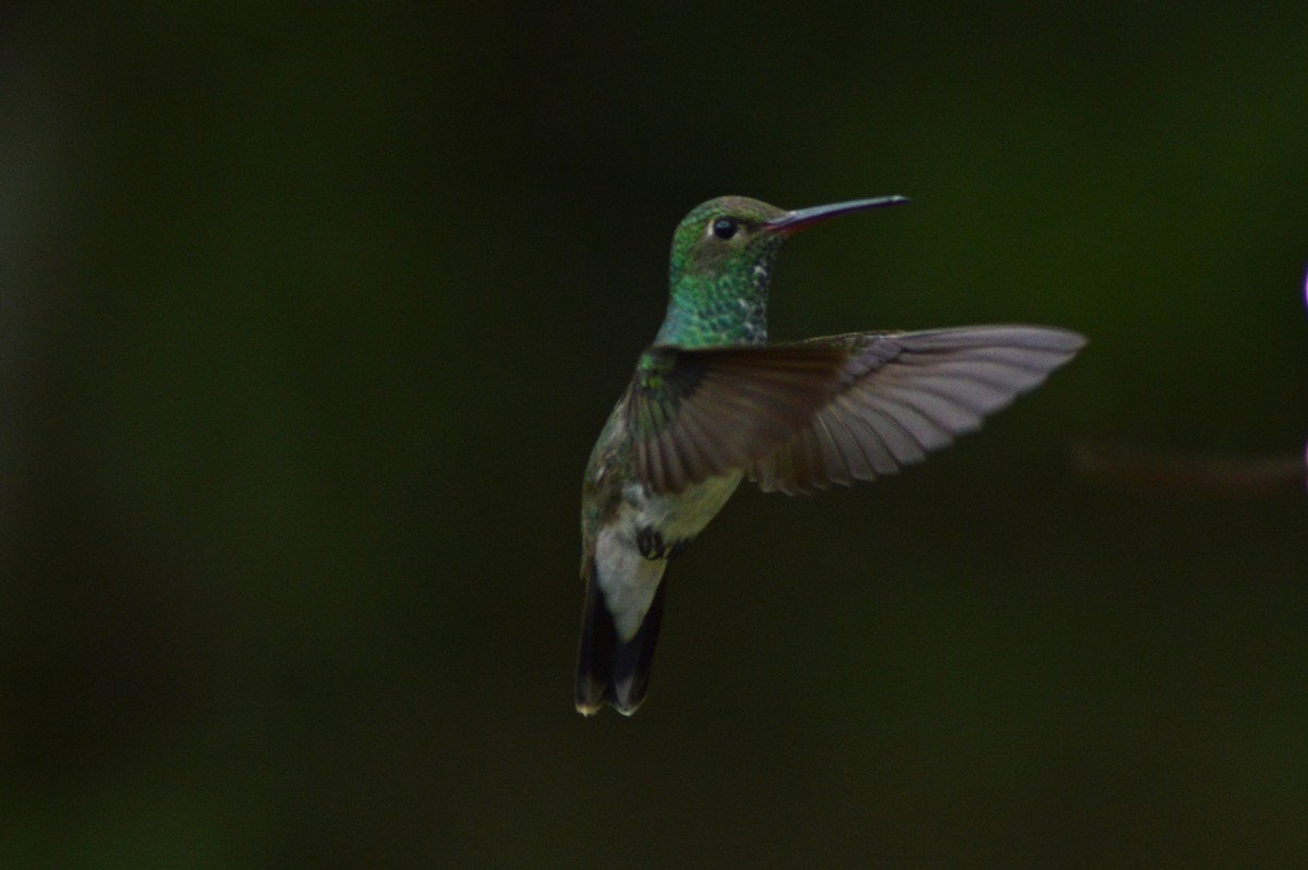 Glittering-throated Emerald - ML268274721