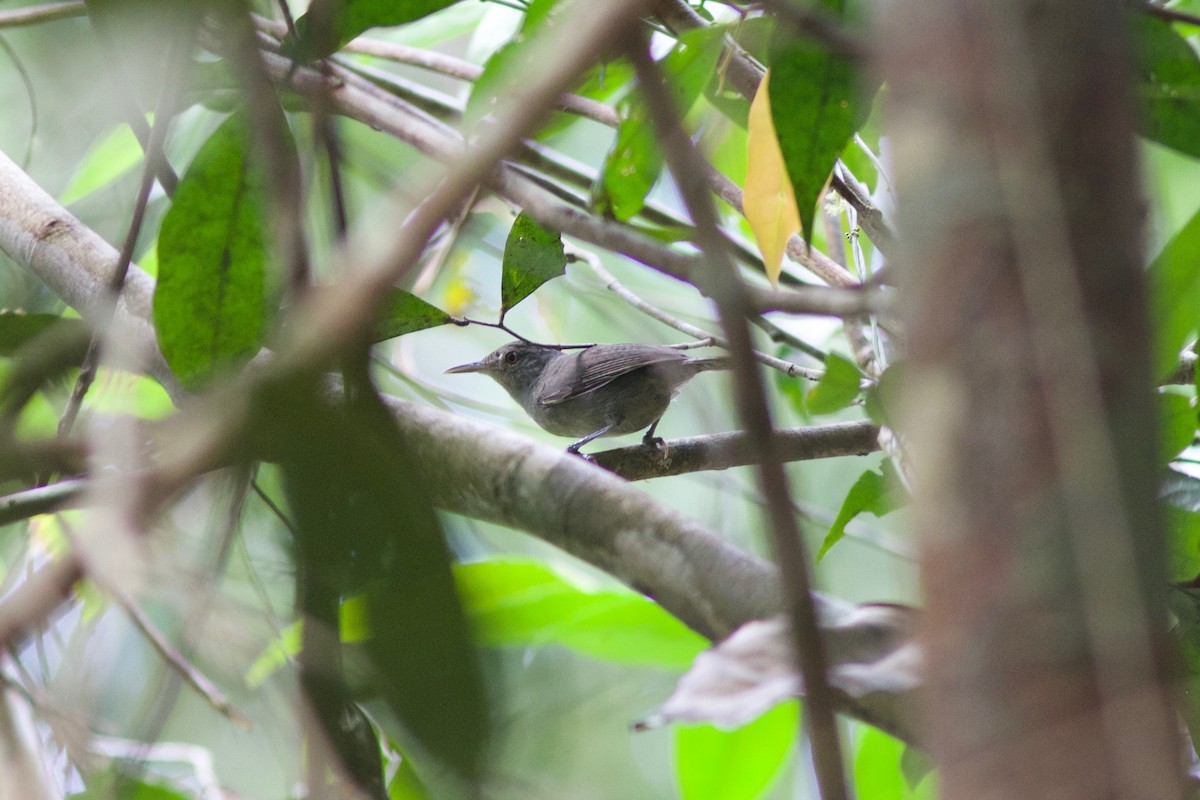 Gray Wren - ML268274861