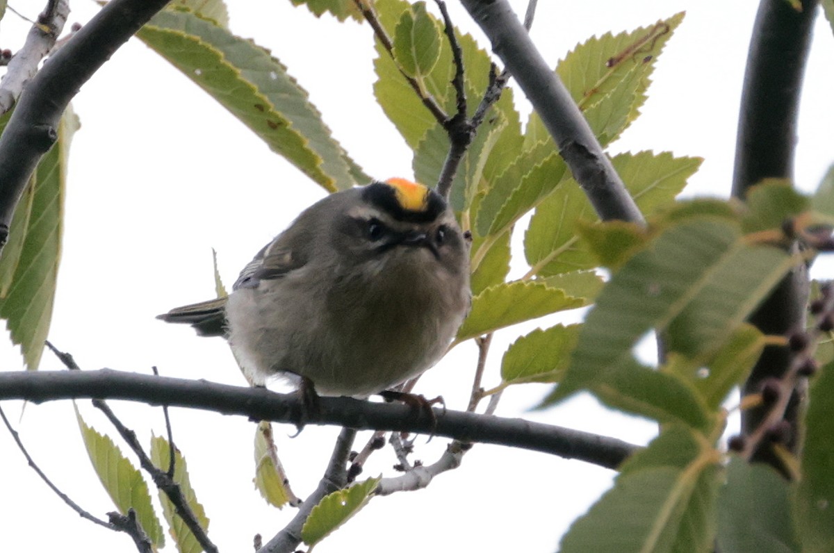 Roitelet à couronne dorée - ML268275551