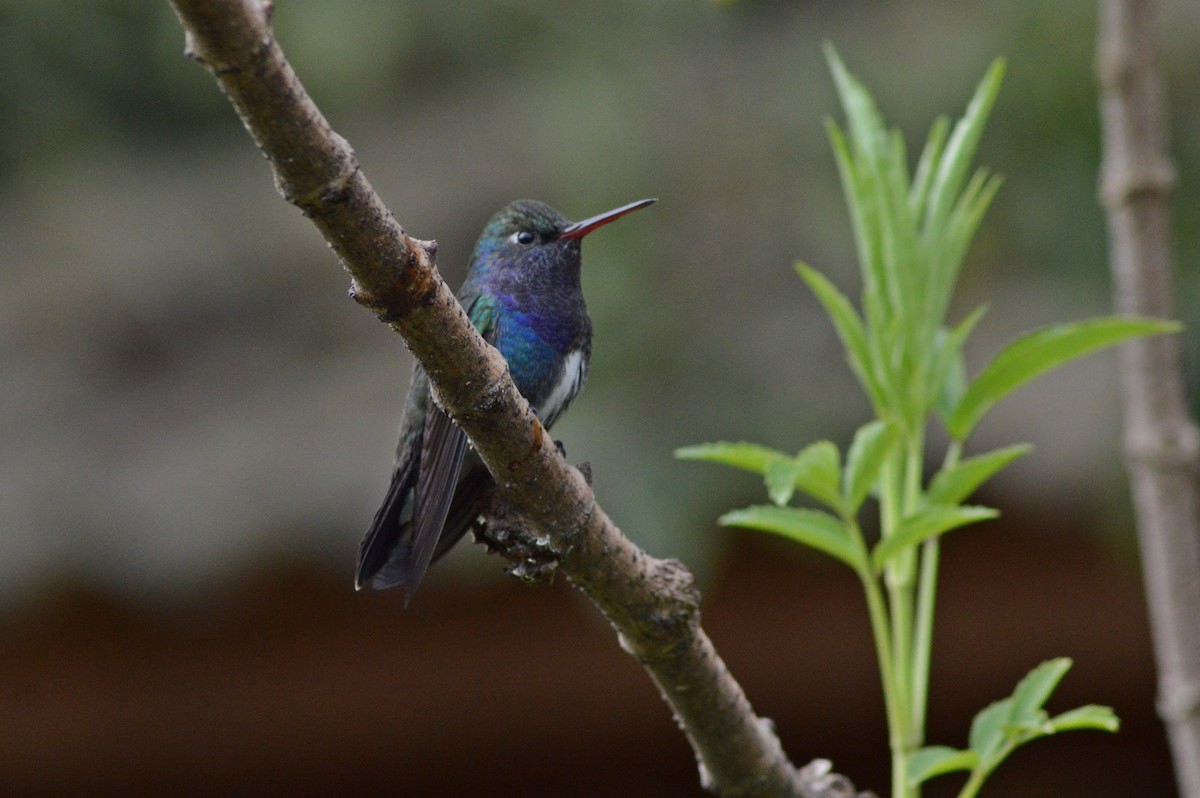 Sapphire-spangled Emerald - Patrícia Hanate