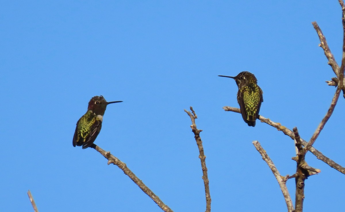 Anna's Hummingbird - Becky Flanigan