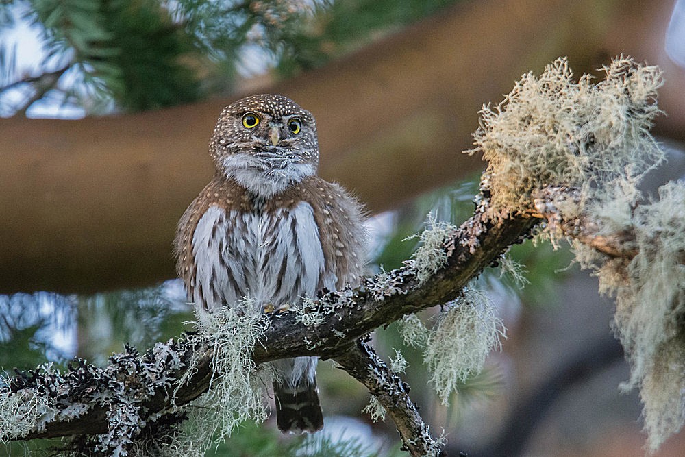 Northern Pygmy-Owl - ML26827671