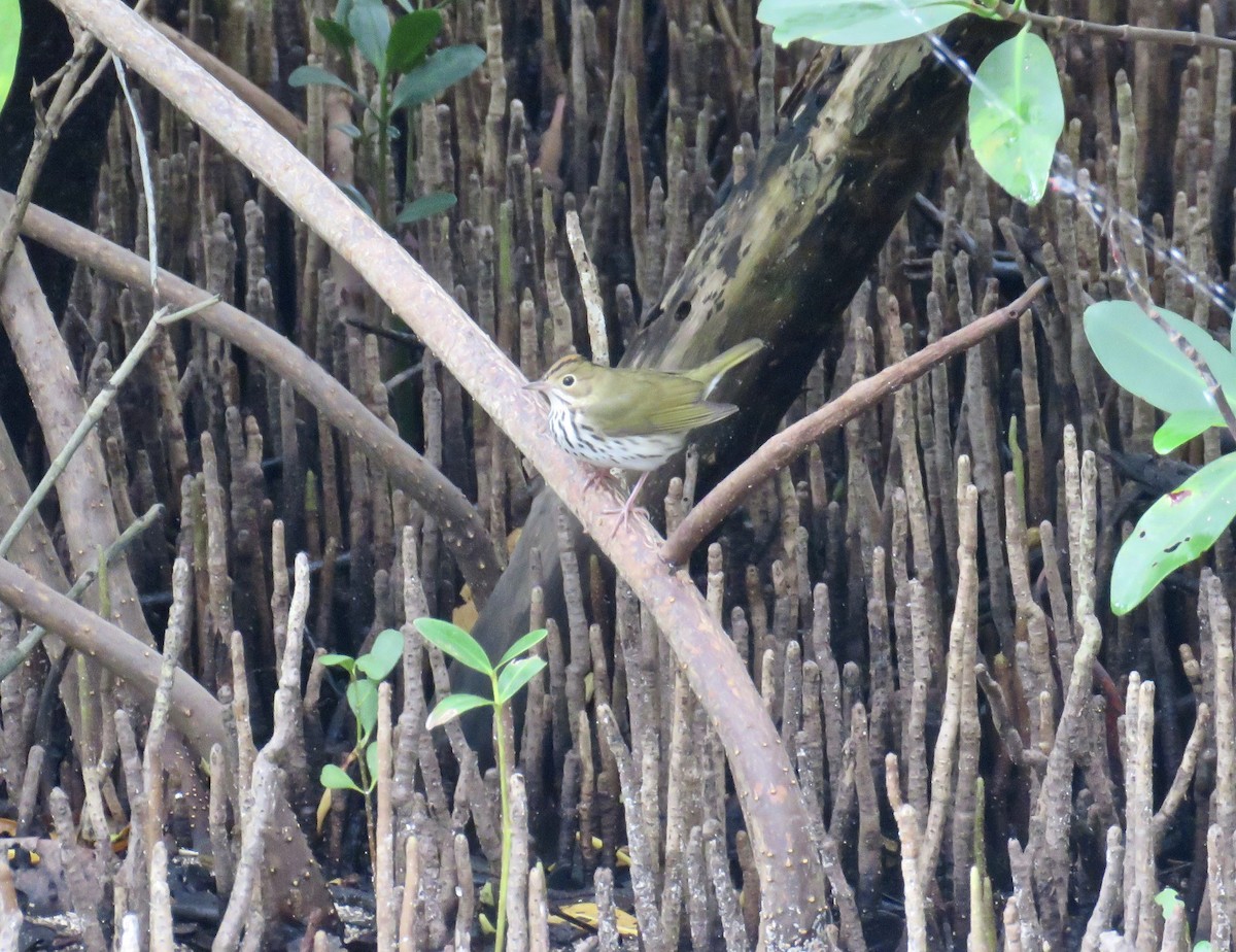 Ovenbird - ML268279821