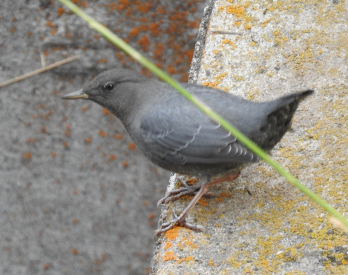 American Dipper - ML268280081