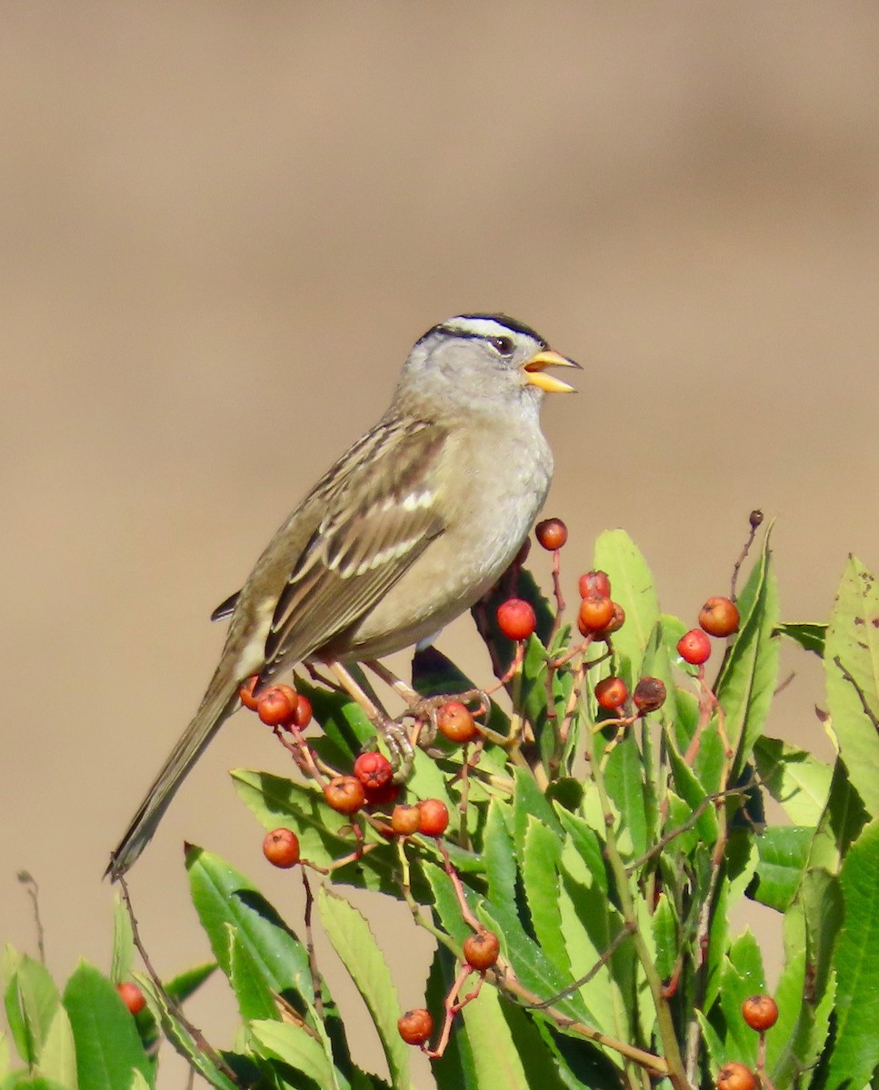 White-crowned Sparrow - ML268280581