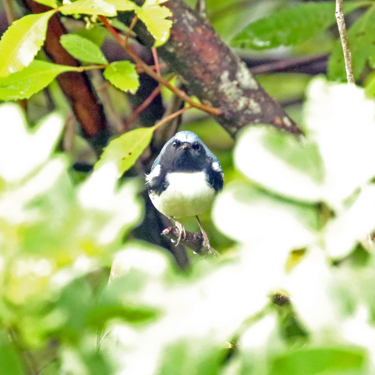 Black-throated Blue Warbler - ML268281861