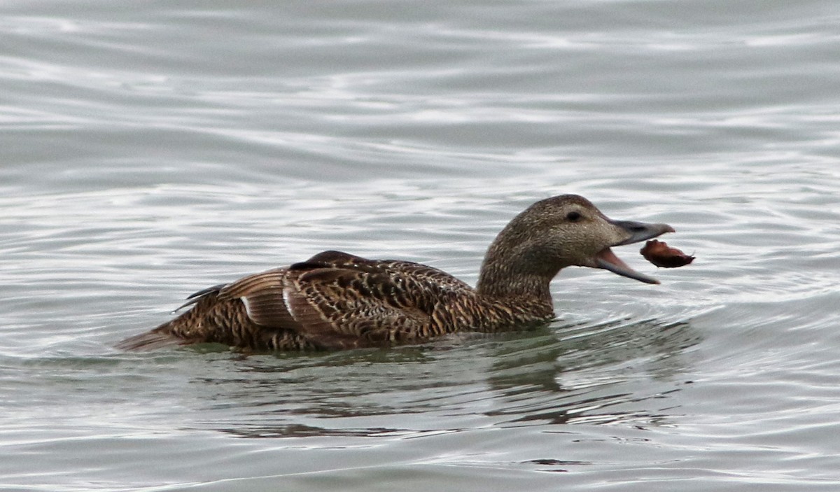 Eider arrunta - ML26828291