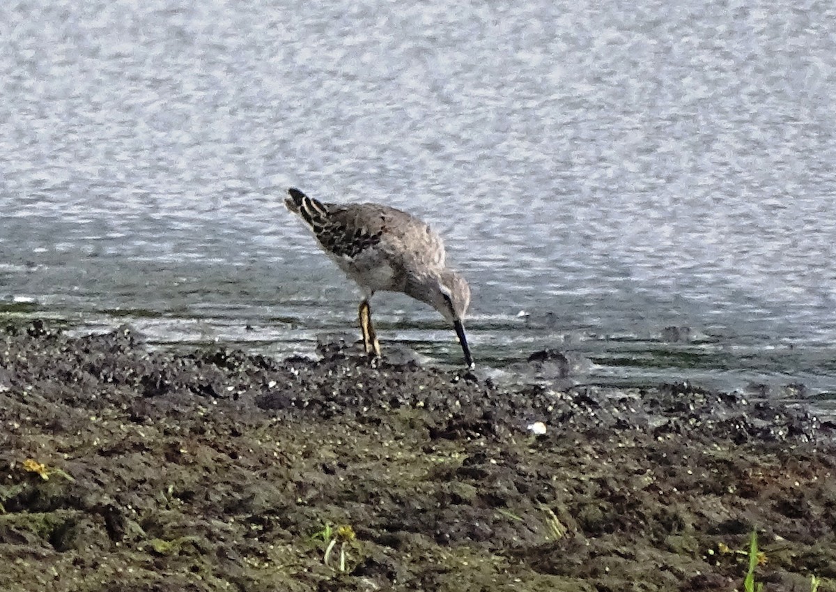 Stilt Sandpiper - ML268282951