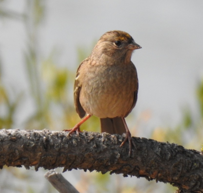 Golden-crowned Sparrow - ML268283131