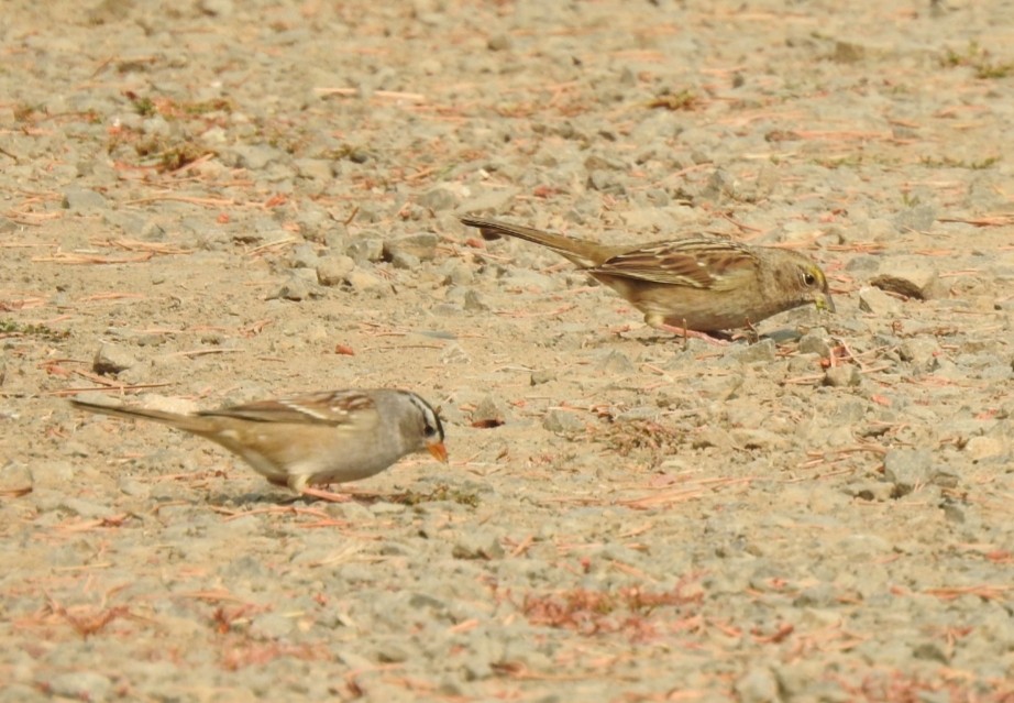 Golden-crowned Sparrow - ML268283191