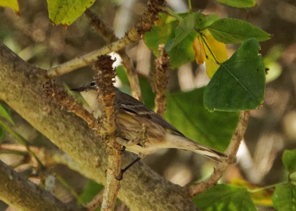 Yellow-rumped Warbler - ML268283421