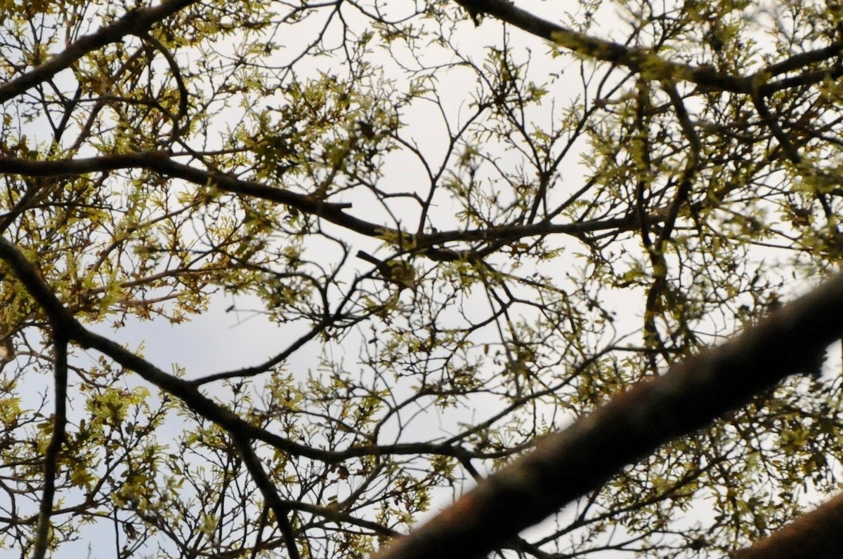 Iquitos Gnatcatcher - ML268283481